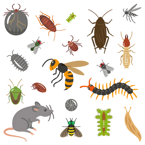 Pest Control
